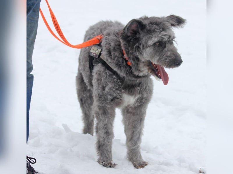 Schafpudelmix Kelly 55cm geb. 07/2023 wartet in 49453 Barver