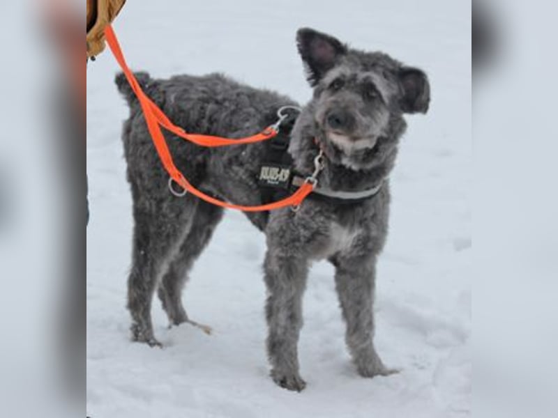 Schafpudelmix Kelly 55cm geb. 07/2023 wartet in 49453 Barver