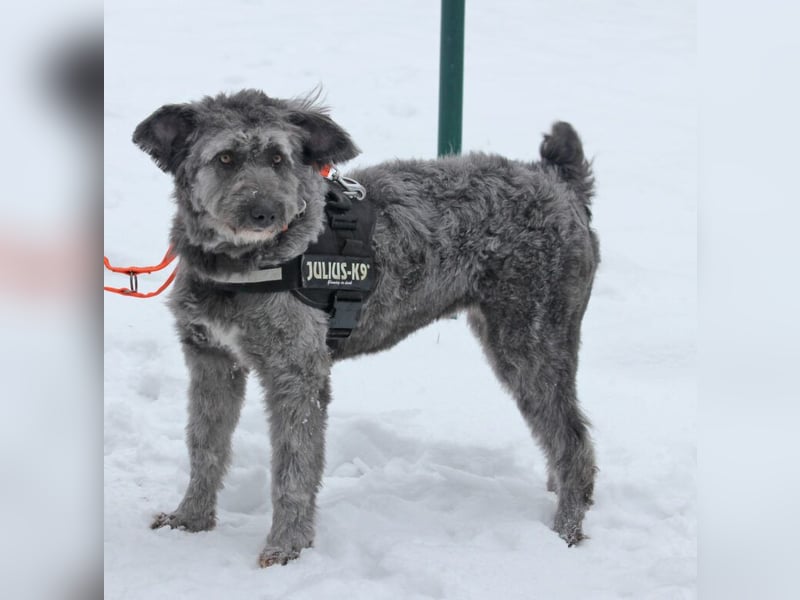 Schafpudelmix Kelly 55cm geb. 07/2023 wartet in 49453 Barver