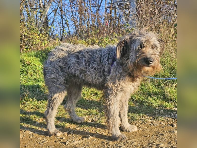 Schafpudelmix Kelly 55cm geb. 07/2023 wartet in 49453 Barver