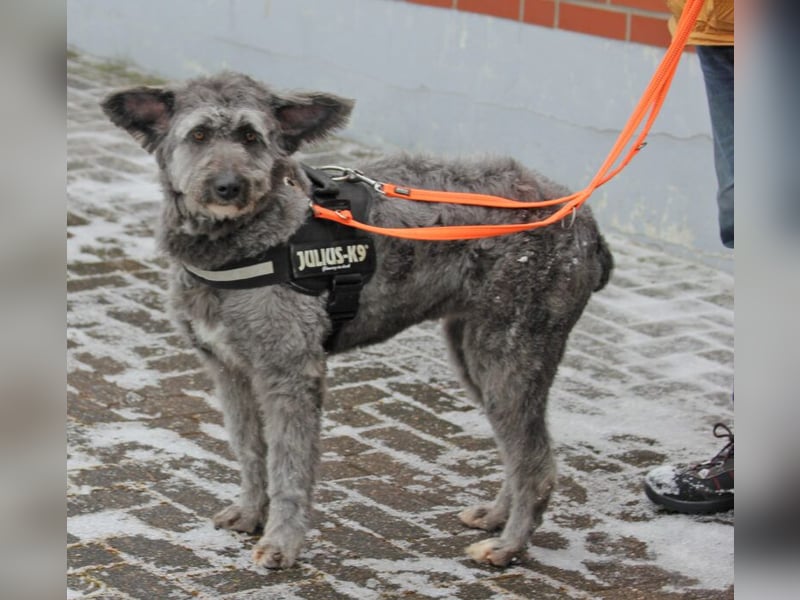 Schafpudelmix Kelly 55cm geb. 07/2023 wartet in 49453 Barver