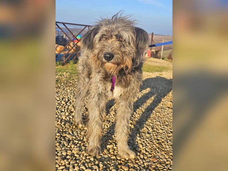 Schafpudelmix Kelly 55cm geb. 07/2023 wartet in 49453 Barver
