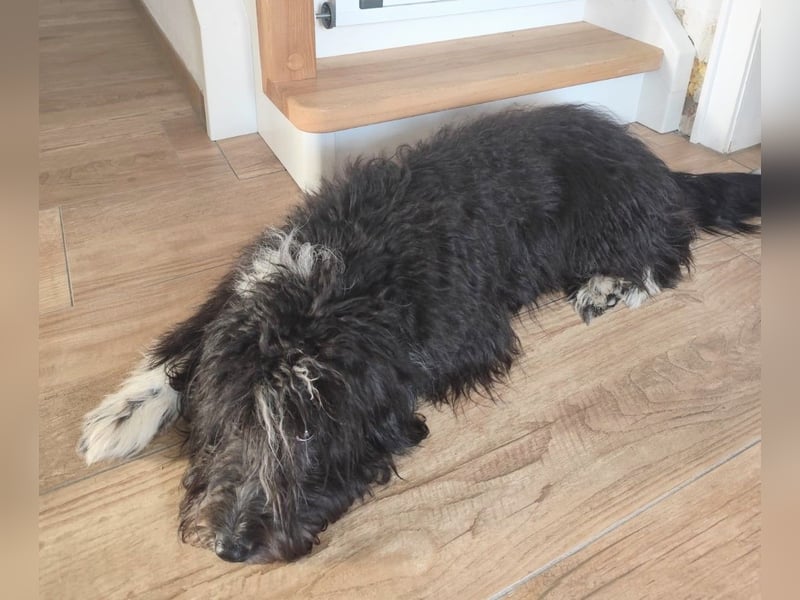 Woody sucht ein neues Zuhause