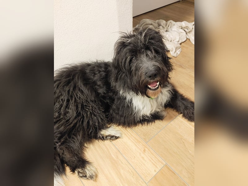 Woody sucht ein neues Zuhause