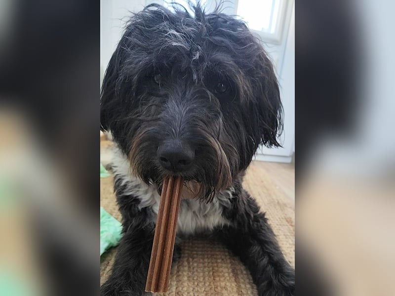 Woody sucht ein neues Zuhause