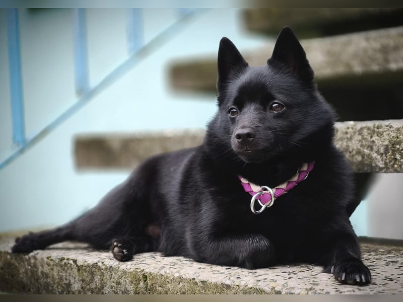 Schipperke
