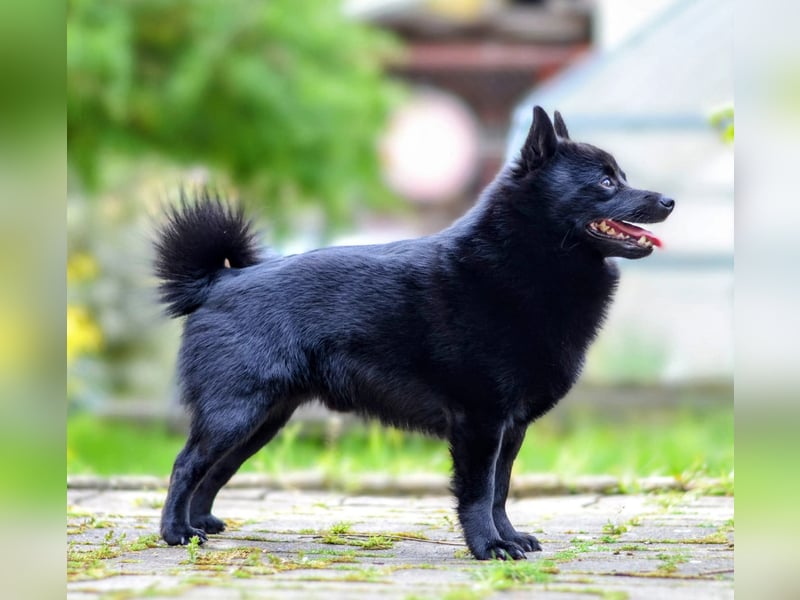 Schipperke