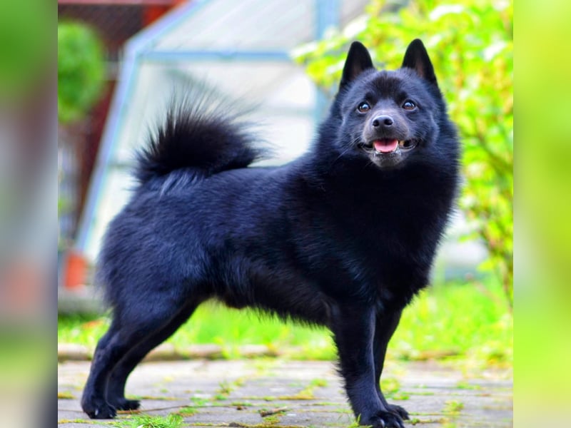 Schipperke