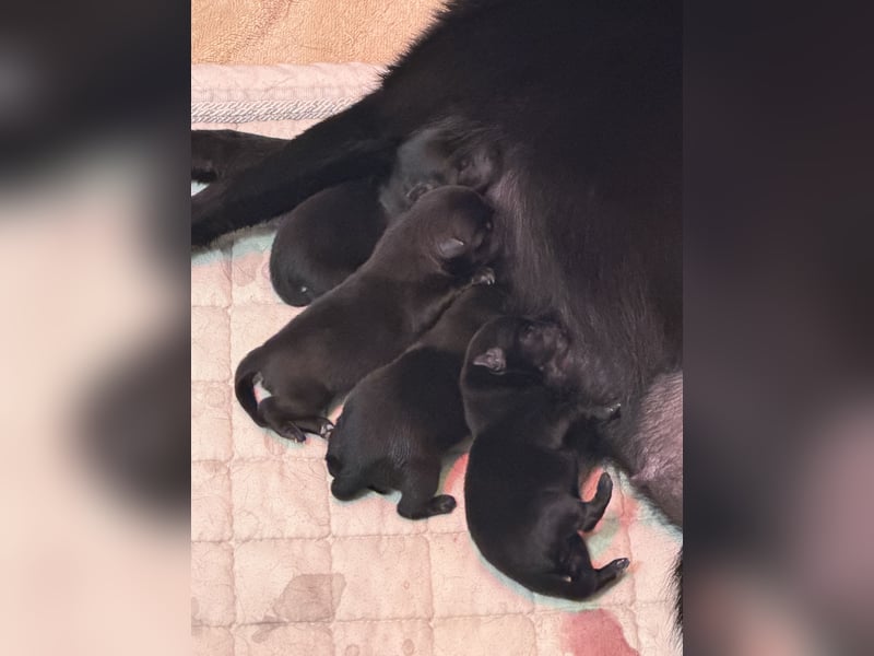 Schipperke, der kleinste Schäferhund der Welt, Schipperke-Welpen Zuchtstätte von Schippis Diamonds