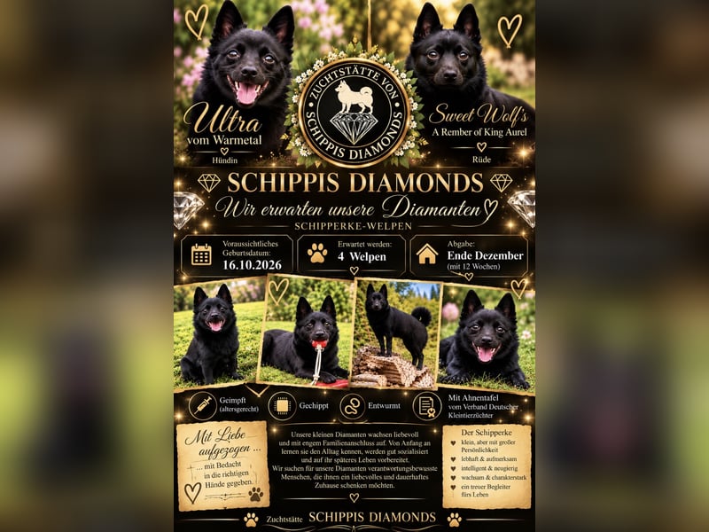 Schipperke, der kleinste Schäferhund der Welt, Schipperke-Welpen Zuchtstätte von Schippis Diamonds