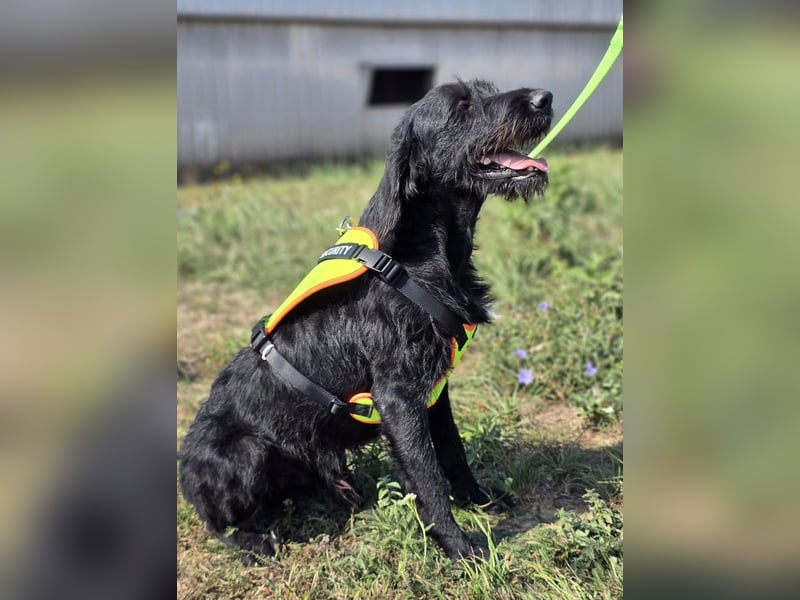 Cezar ❤️neugieriger Schnauzermischling mit Herz und Köpfchen