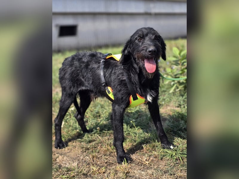 Cezar ❤️neugieriger Schnauzermischling mit Herz und Köpfchen