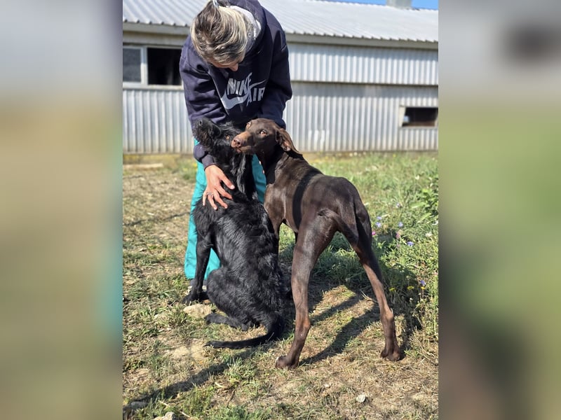 Cezar ❤️neugieriger Schnauzermischling mit Herz und Köpfchen