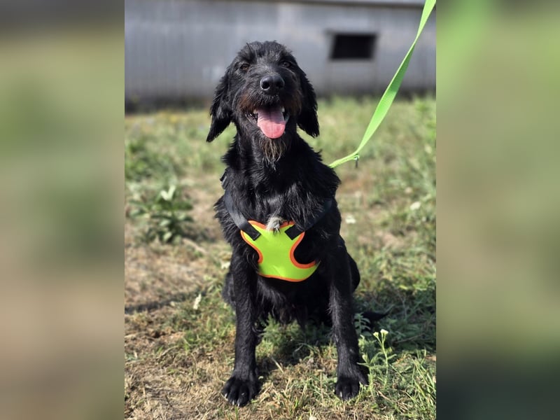 Cezar ❤️neugieriger Schnauzermischling mit Herz und Köpfchen