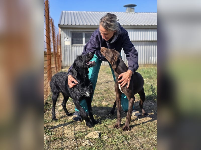 Cezar ❤️neugieriger Schnauzermischling mit Herz und Köpfchen