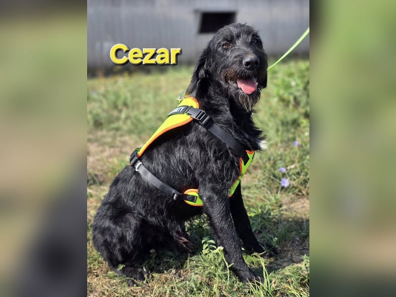 Cezar ❤️neugieriger Schnauzermischling mit Herz und Köpfchen
