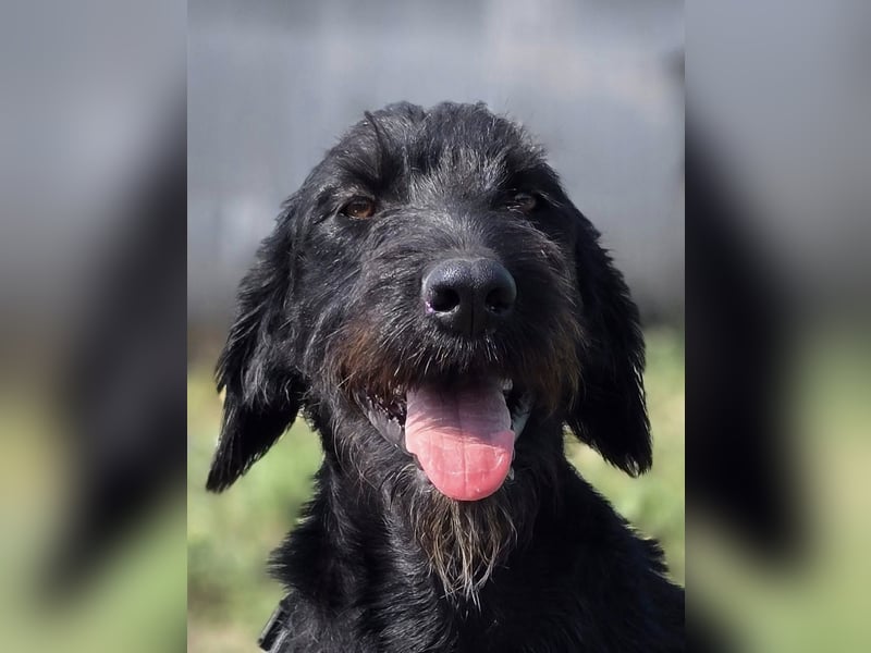 Cezar ❤️neugieriger Schnauzermischling mit Herz und Köpfchen
