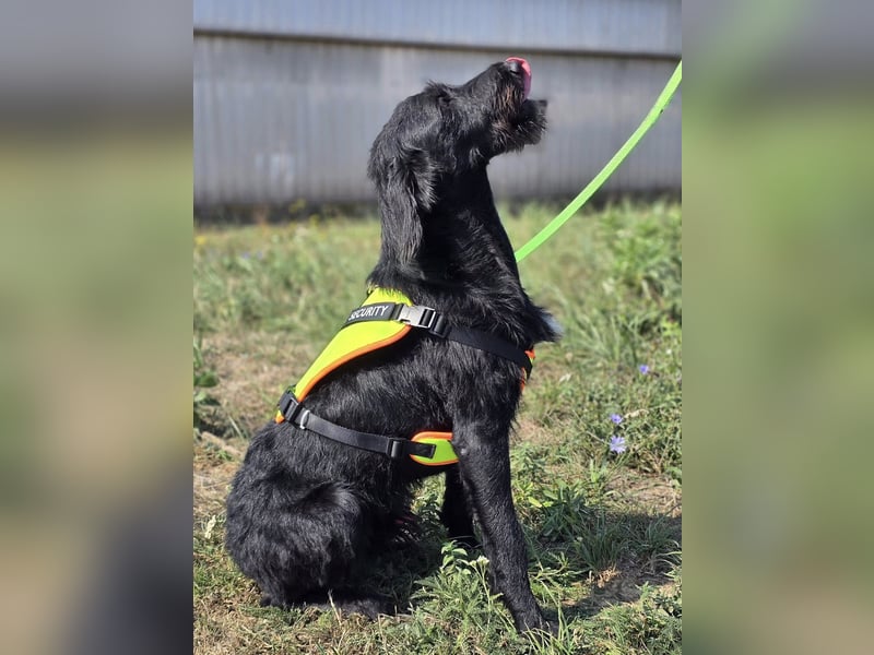 Cezar ❤️neugieriger Schnauzermischling mit Herz und Köpfchen
