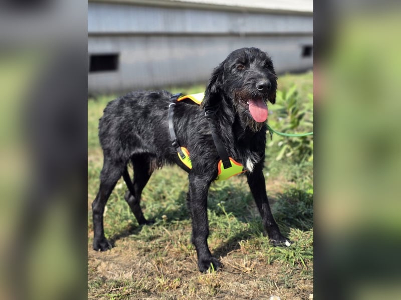 Cezar ❤️neugieriger Schnauzermischling mit Herz und Köpfchen