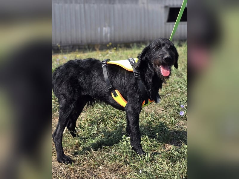 Cezar ❤️neugieriger Schnauzermischling mit Herz und Köpfchen