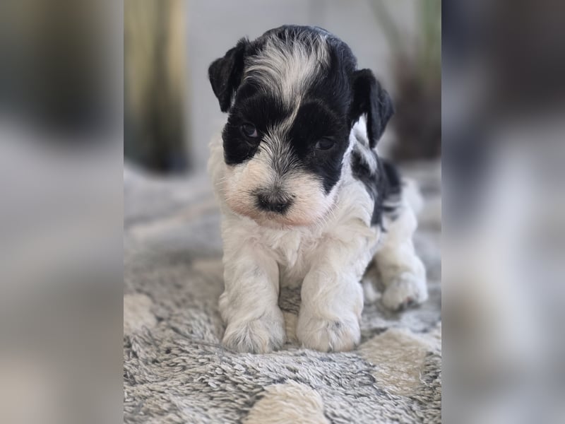 American Zwergschnauzer