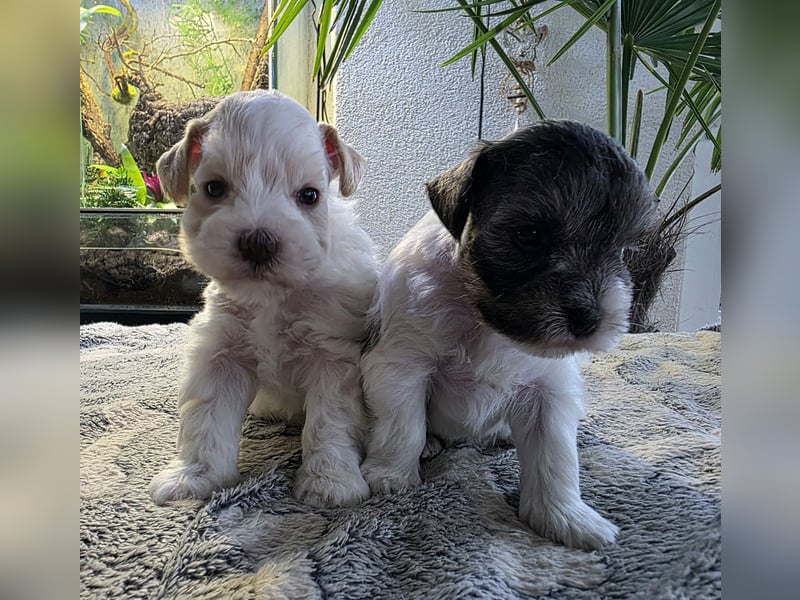 American Zwergschnauzer