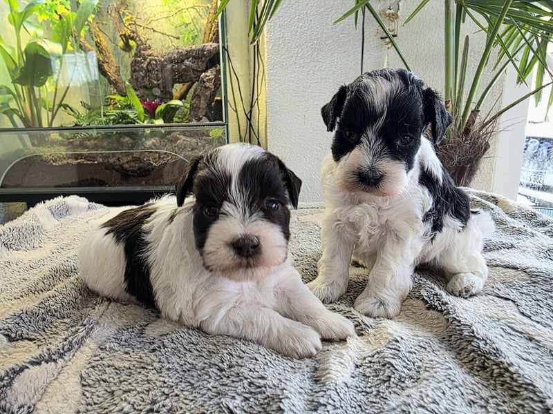 American Zwergschnauzer