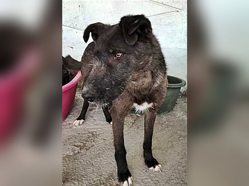 Blake, Schnauzer Mix