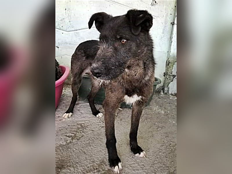 Blake, Schnauzer Mix