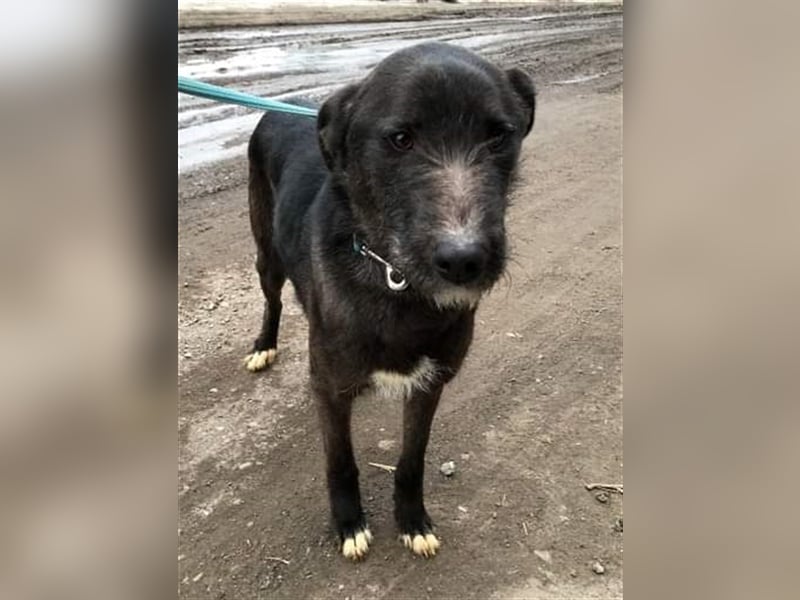 Blake, Schnauzer Mix