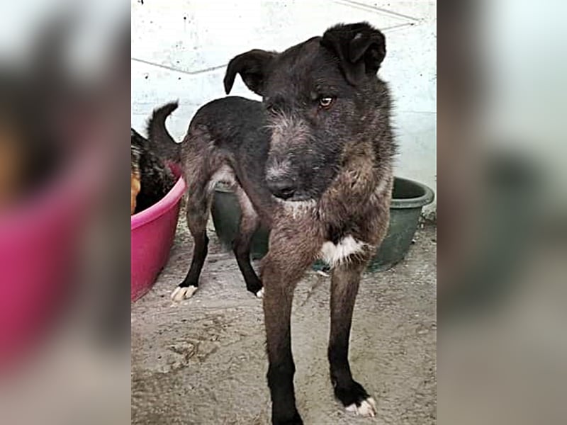 Blake, Schnauzer Mix