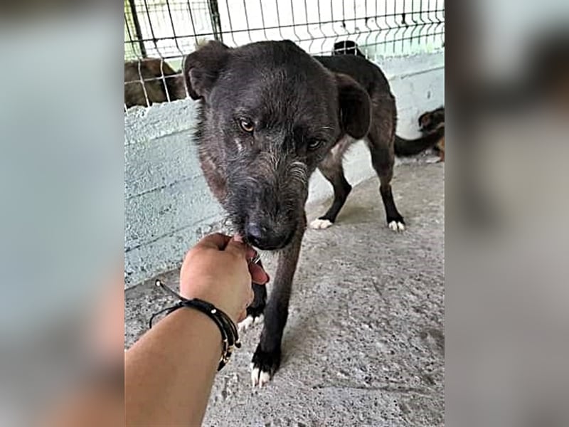 Blake, Schnauzer Mix