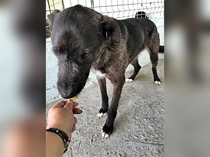Blake, Schnauzer Mix