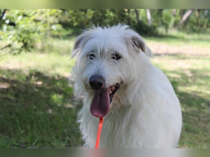Yuki, Schnauzer-Mix, geb. 2022, schüchterner Rüde sucht freundlichen Zweithund