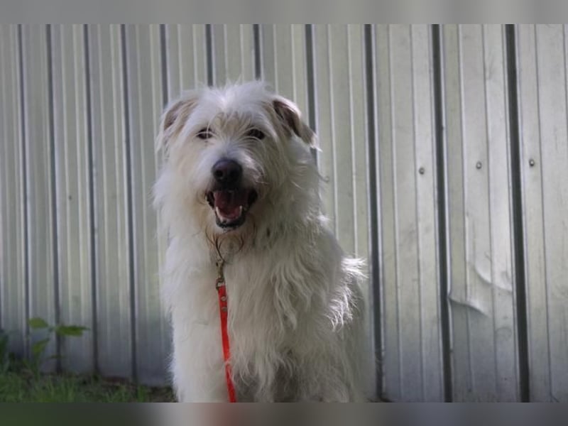 Yuki, Schnauzer-Mix, geb. 2022, schüchterner Rüde sucht freundlichen Zweithund