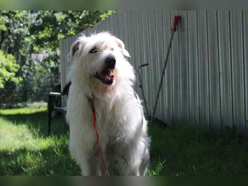 Yuki, Schnauzer-Mix, geb. 2022, schüchterner Rüde sucht freundlichen Zweithund