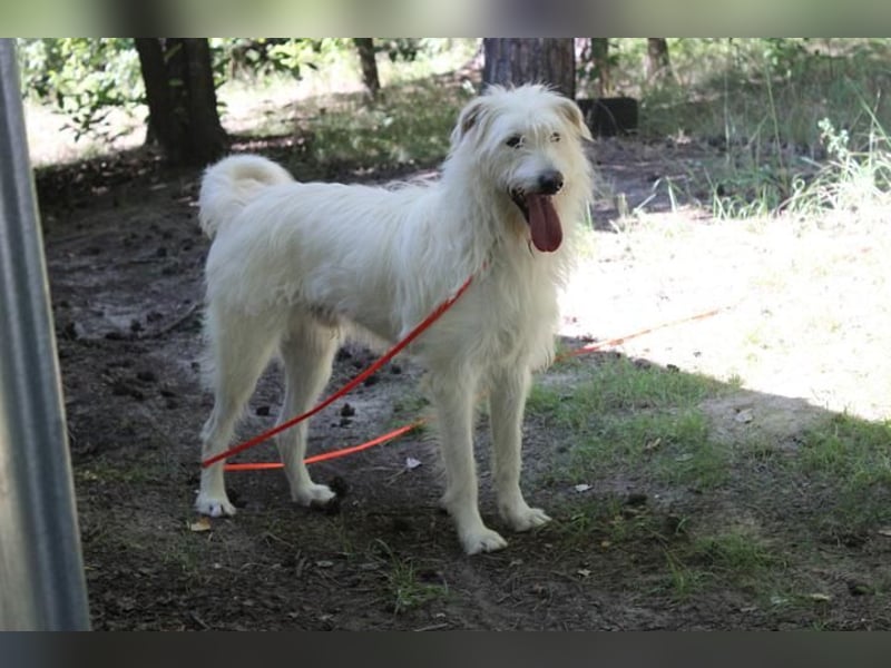 Yuki, Schnauzer-Mix, geb. 2022, schüchterner Rüde sucht freundlichen Zweithund