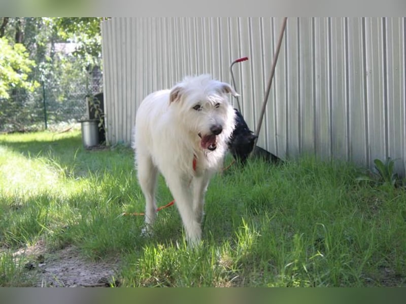 Yuki, Schnauzer-Mix, geb. 2022, schüchterner Rüde sucht freundlichen Zweithund