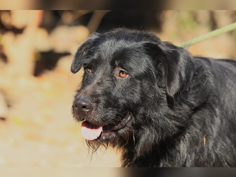 Nemo: Ein Rüde mit Potential