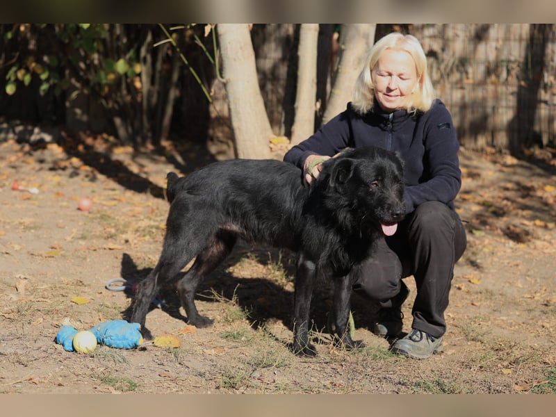 Nemo: Ein Rüde mit Potential