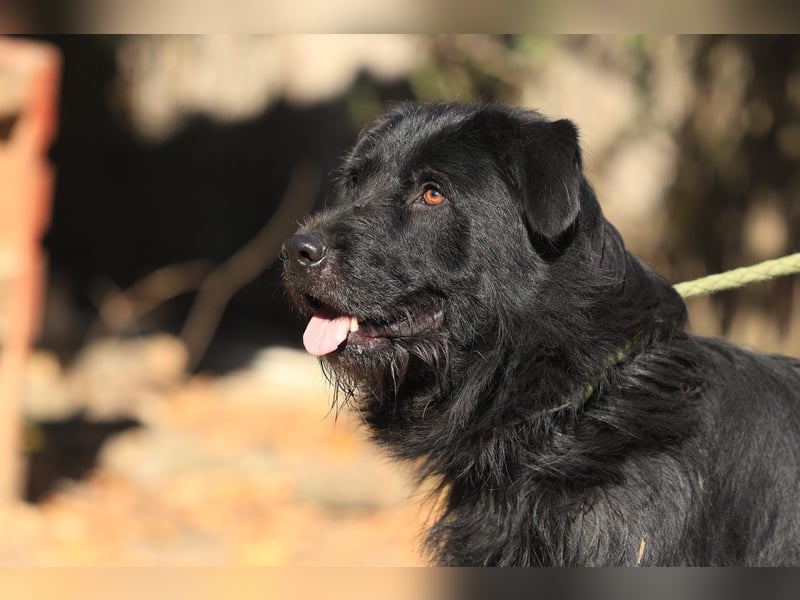 Nemo: Ein Rüde mit Potential