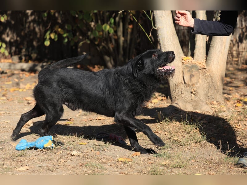 Nemo: Ein Rüde mit Potential