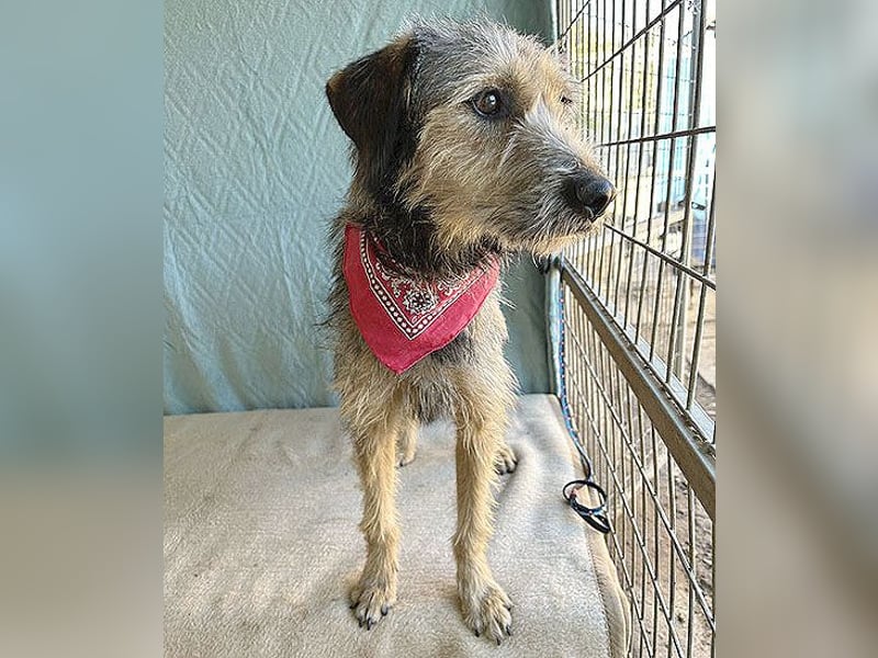 ❤️ Zarte Hundeseele JONA - 1,5 Jahre, 47cm/13kg - Schnauzer-Mix