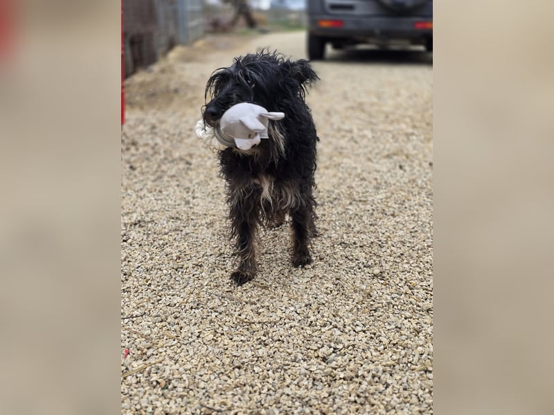 Borzi VA – Sensible Schnauzermix-Hündin sucht ein ruhiges Zuhause bei einer einfühlsamen, ruhigen Pe