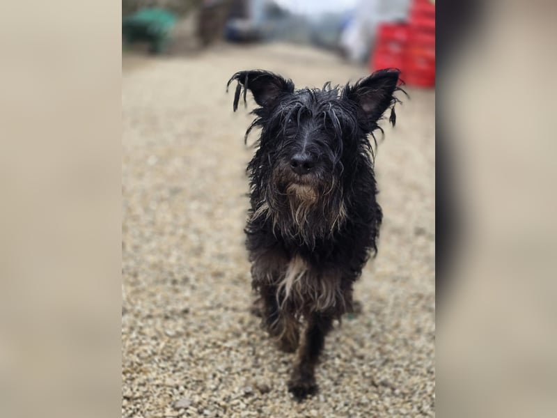 Borzi VA – Sensible Schnauzermix-Hündin sucht ein ruhiges Zuhause bei einer einfühlsamen, ruhigen Pe