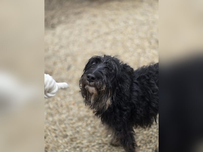 Borzi VA – Sensible Schnauzermix-Hündin sucht ein ruhiges Zuhause bei einer einfühlsamen, ruhigen Pe