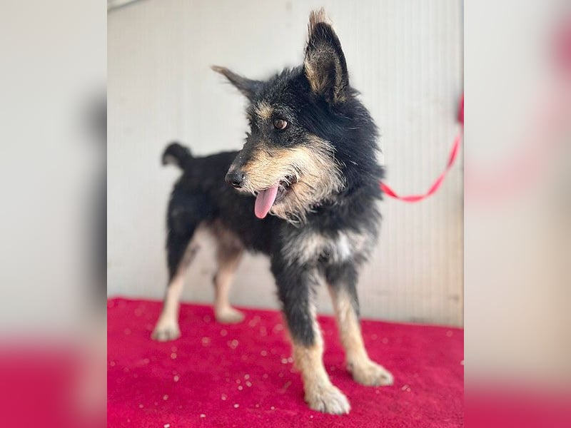 ❤️ süßes Pinsel-Öhrchen LEDI - 2 Jahre, 40cm/12kg - Schnauzer-Mix ❤️