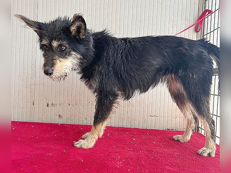 ❤️ süßes Pinsel-Öhrchen LEDI - 2 Jahre, 40cm/12kg - Schnauzer-Mix ❤️