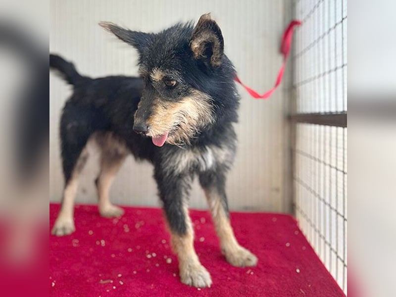 ❤️ süßes Pinsel-Öhrchen LEDI - 2 Jahre, 40cm/12kg - Schnauzer-Mix ❤️