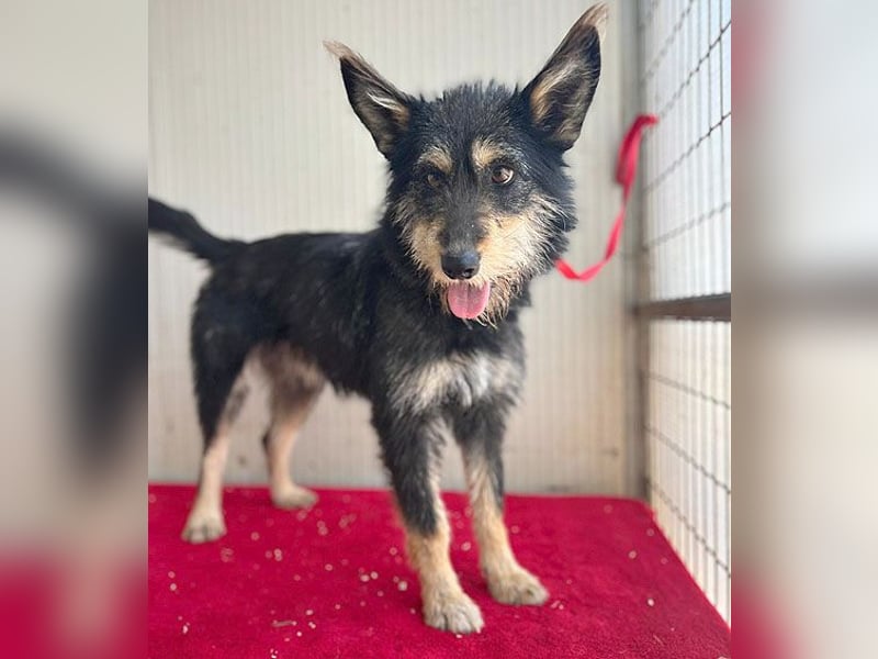 ❤️ süßes Pinsel-Öhrchen LEDI - 2 Jahre, 40cm/12kg - Schnauzer-Mix ❤️